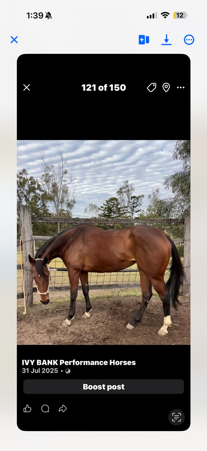 Angel, a 17hh bay Thoroughbred broodmare
