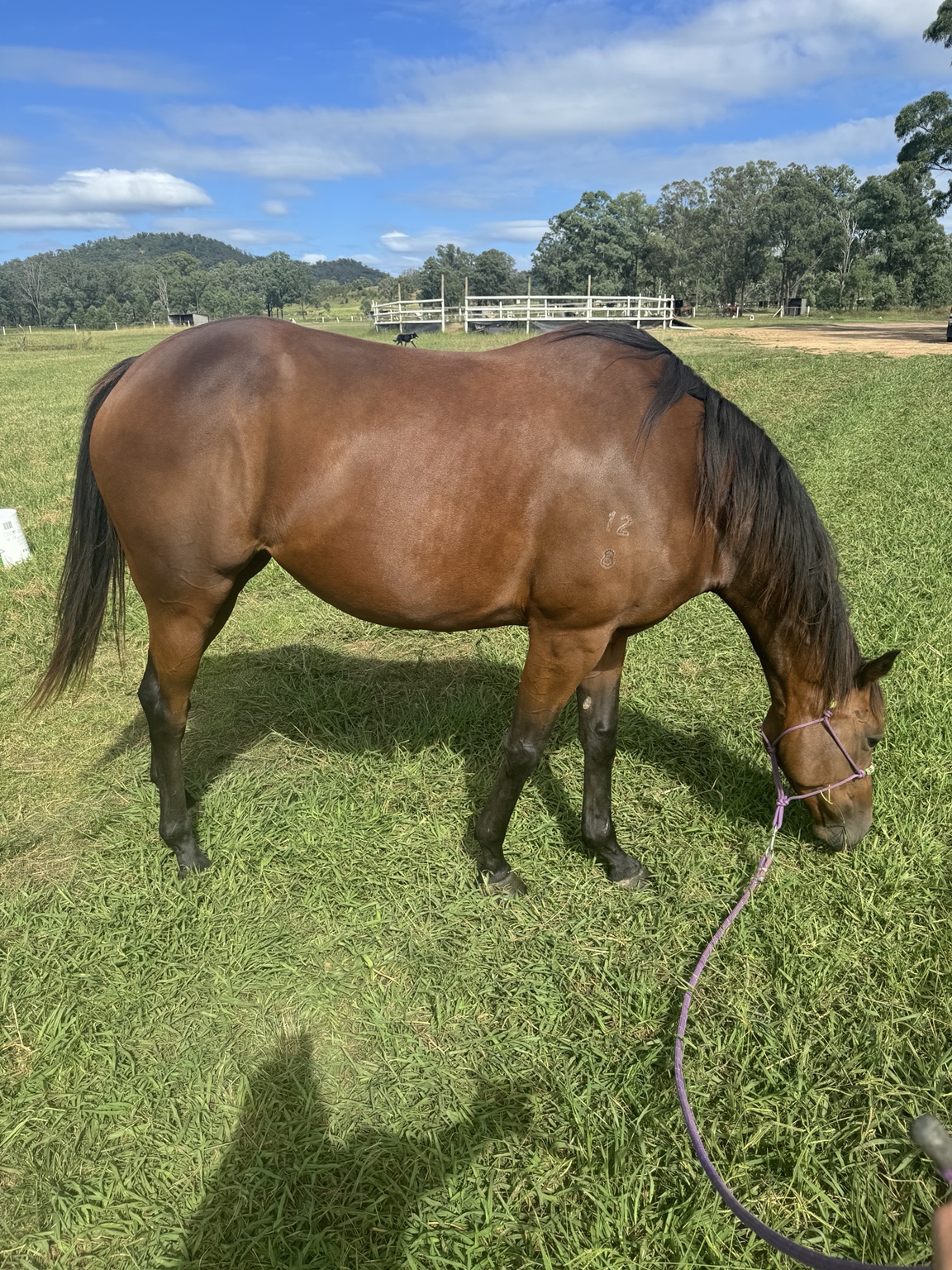 Missy grazing in the paddock